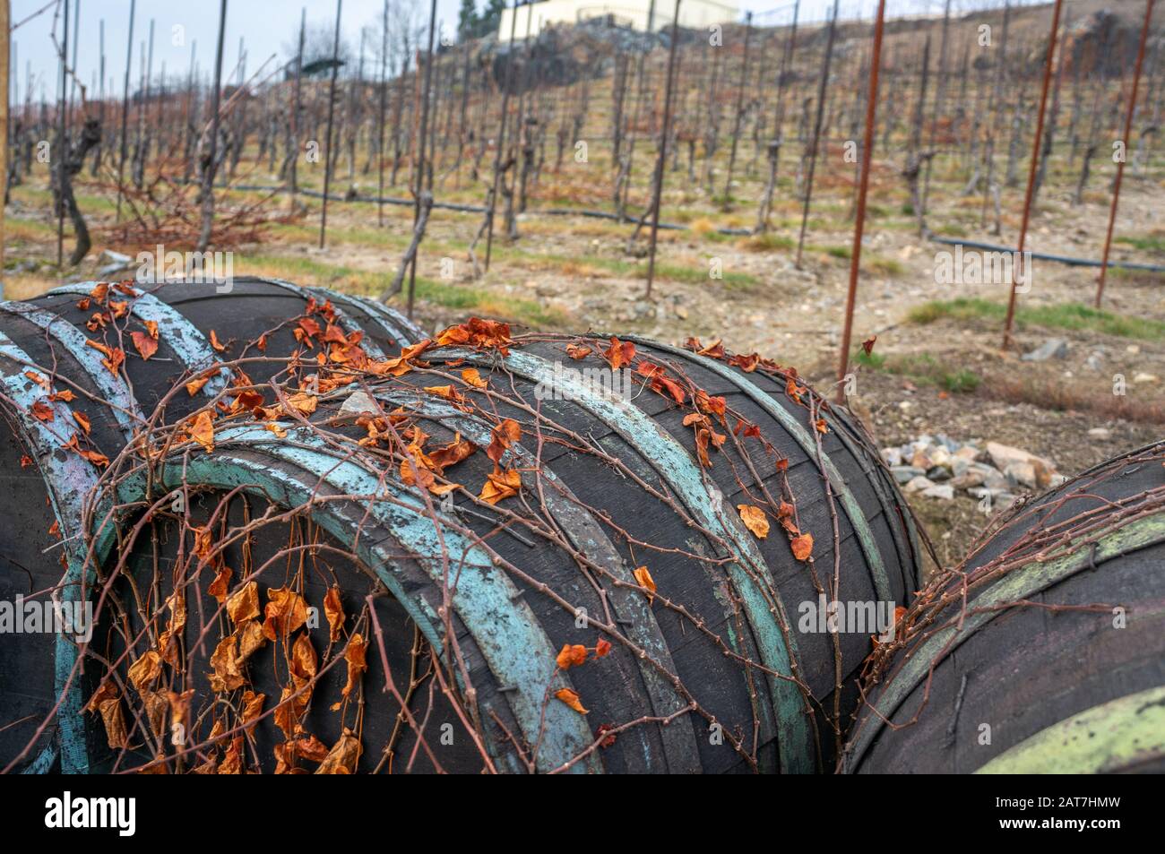Hilly vineyard background with focus on the orange vibrant dry leaves climbing on vintage wine barrels in St. Claires vineayrd Prague Stock Photo