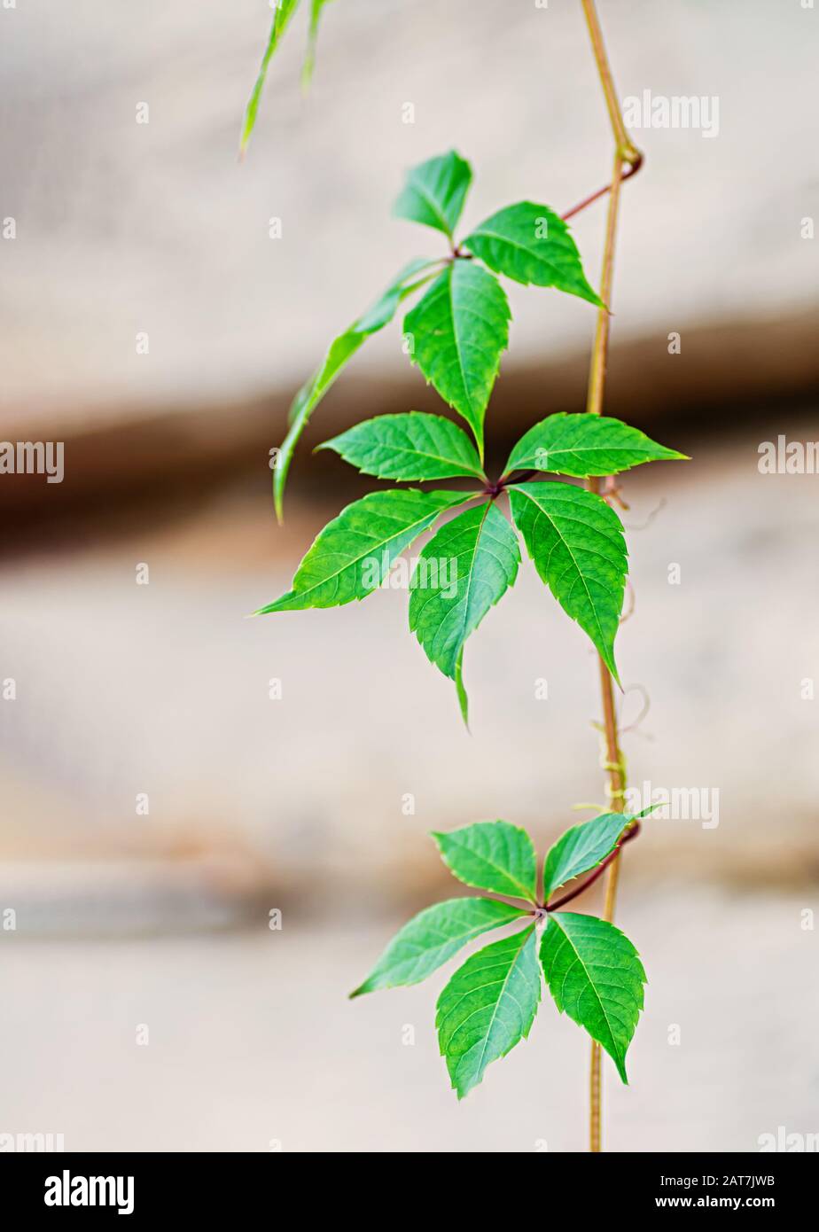 Green leaves of decorative grape, Parthenocissus on a wooden wall background. Vertical frame. Close up. Stock Photo