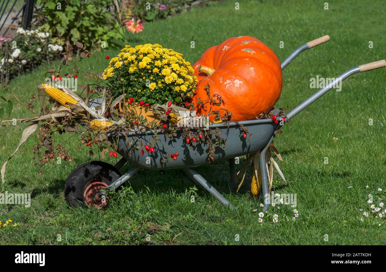 Squash (Cucurbita maxima) with flowers and corncobs in a wheelbarrow, garden decoration, Darss, Mecklenburg-Western Pomerania, Germany Stock Photo