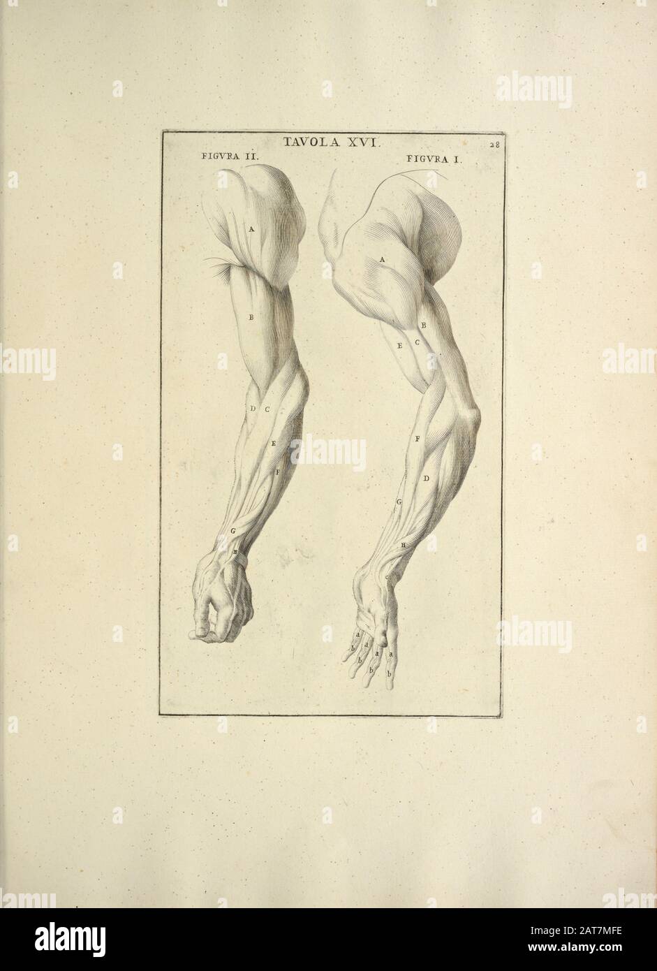 woodcut print of Human Anatomy Arms from Anatomia per uso et intelligenza del disegno printed in Rome in 1691 Stock Photo