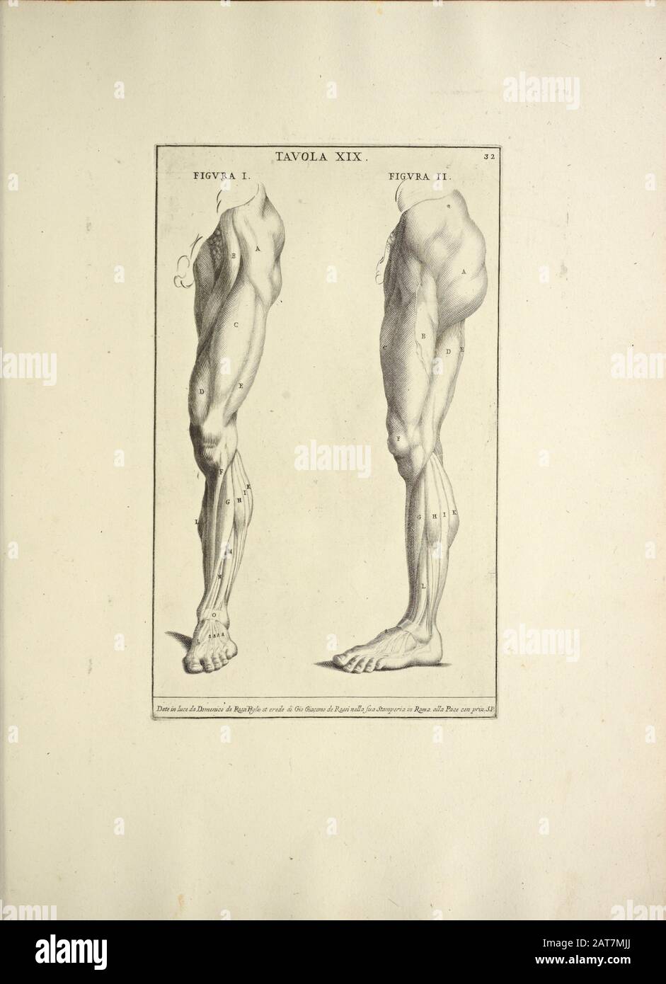 woodcut print of Human Anatomy legs from Anatomia per uso et intelligenza del disegno printed in Rome in 1691 Stock Photo