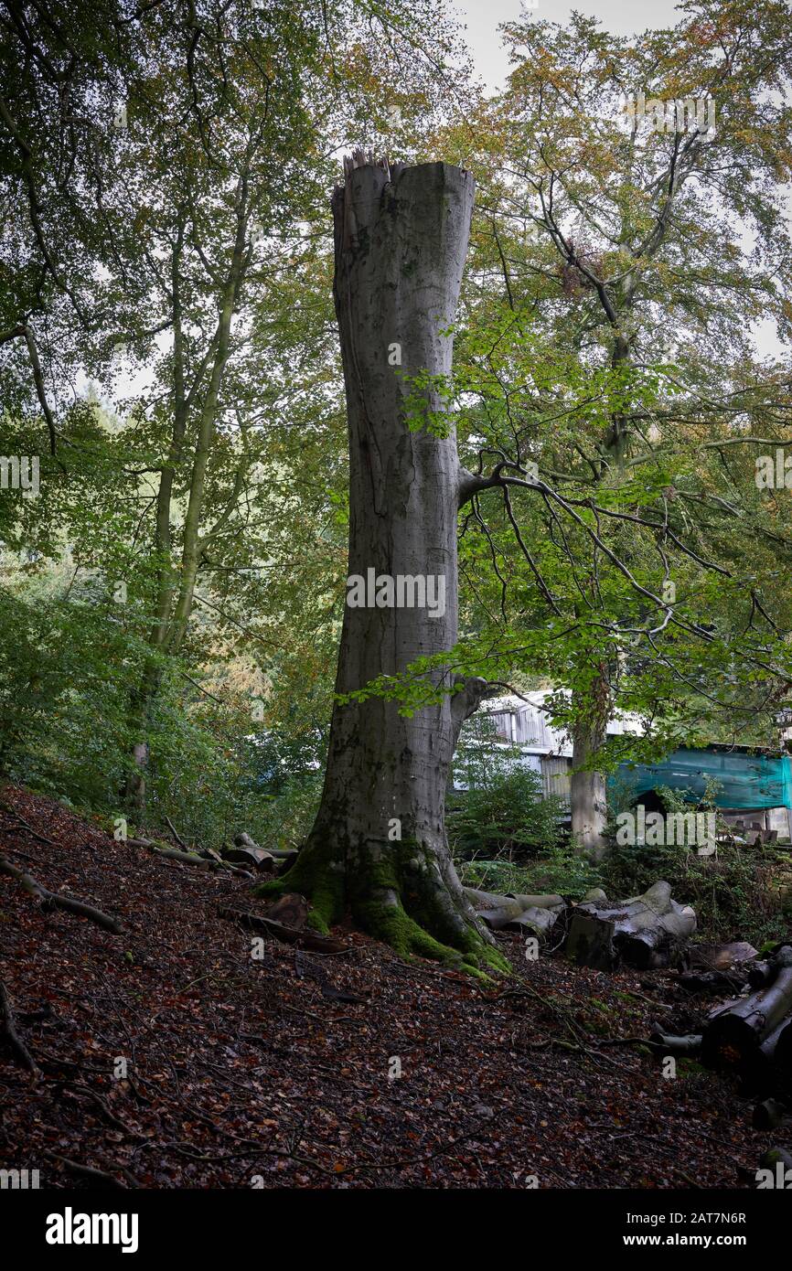 A diseased and dead Beech tree. The trunk having been cut for safety