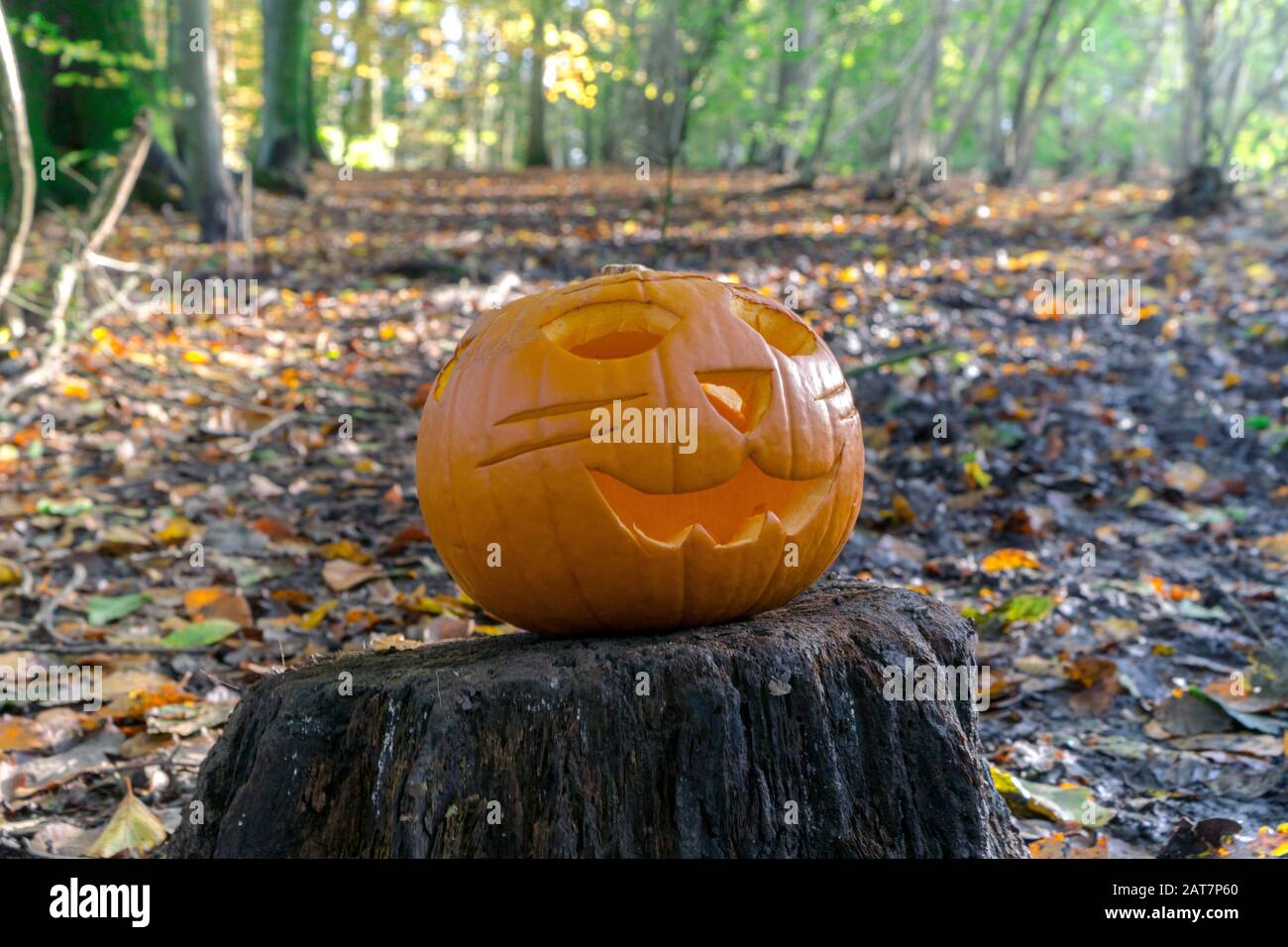 Carved pumpkins hidden in the wood for Halloween Stock Photo