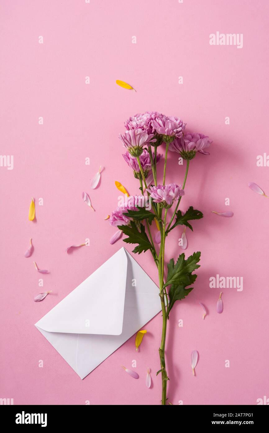 Purple chrysanthemum and petals on pink background Stock Photo