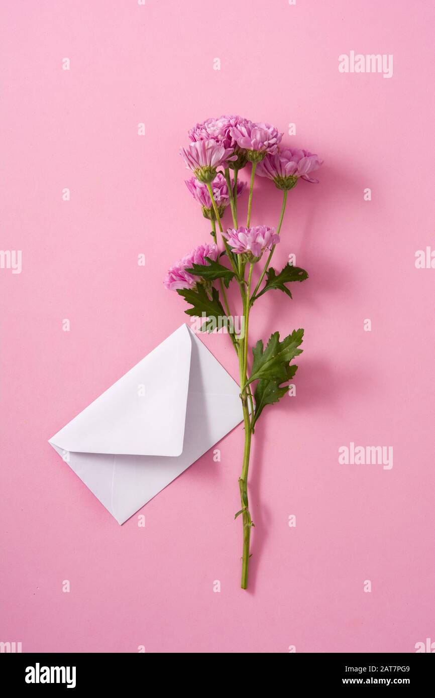 Purple chrysanthemum and petals on pink background Stock Photo