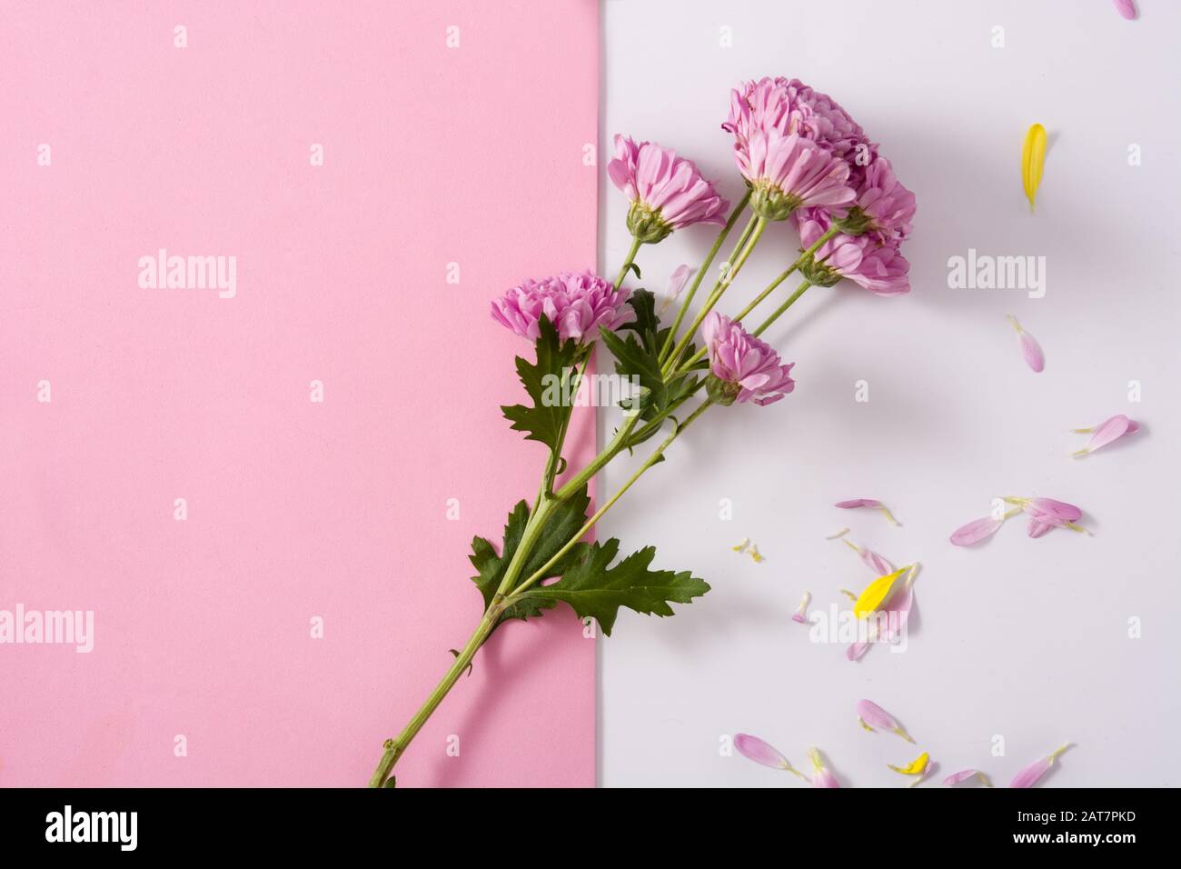 Purple chrysanthemum and petals on pink background Stock Photo