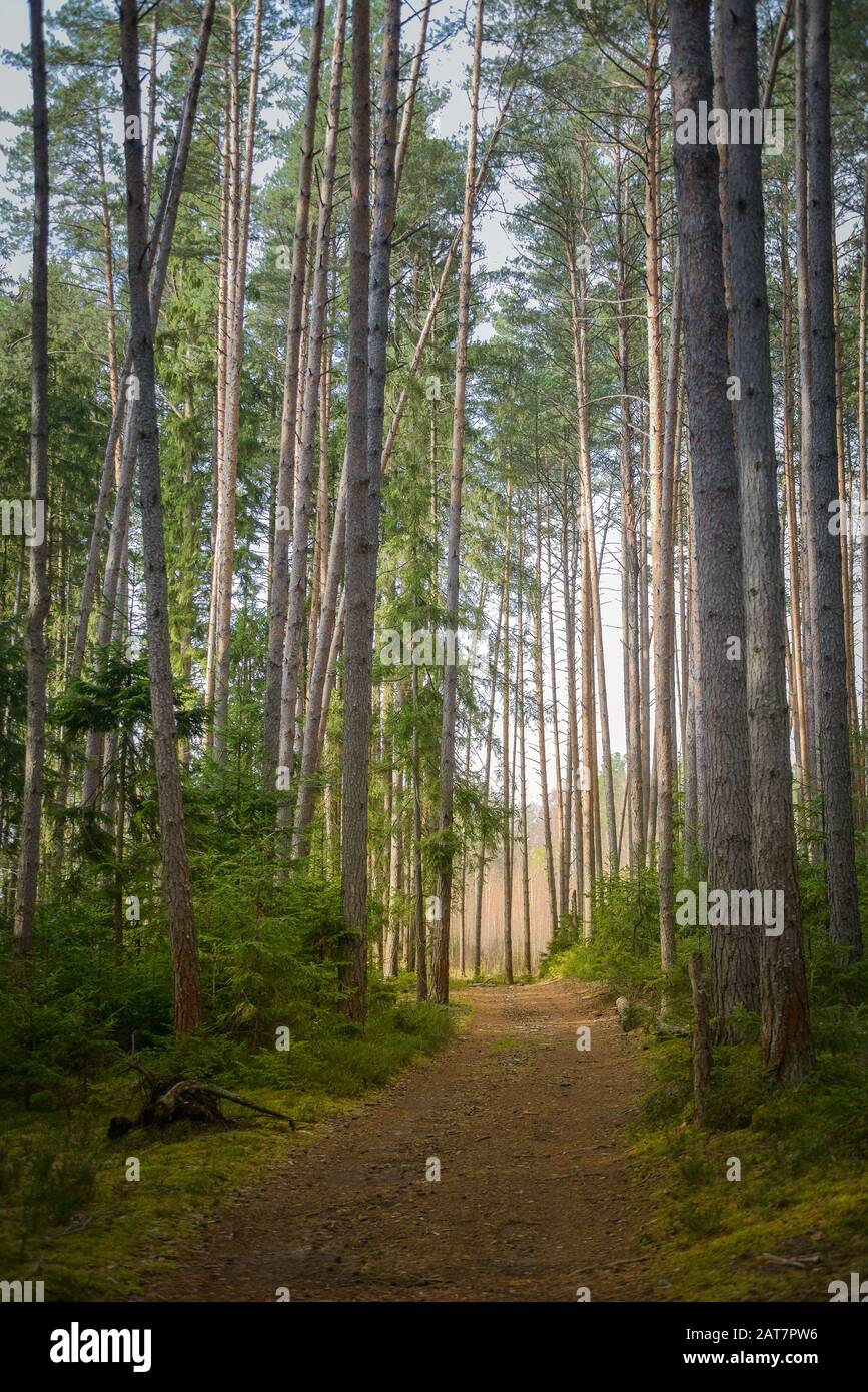 North pine sunny forest with path, Russia natural travel outdoors background Stock Photo