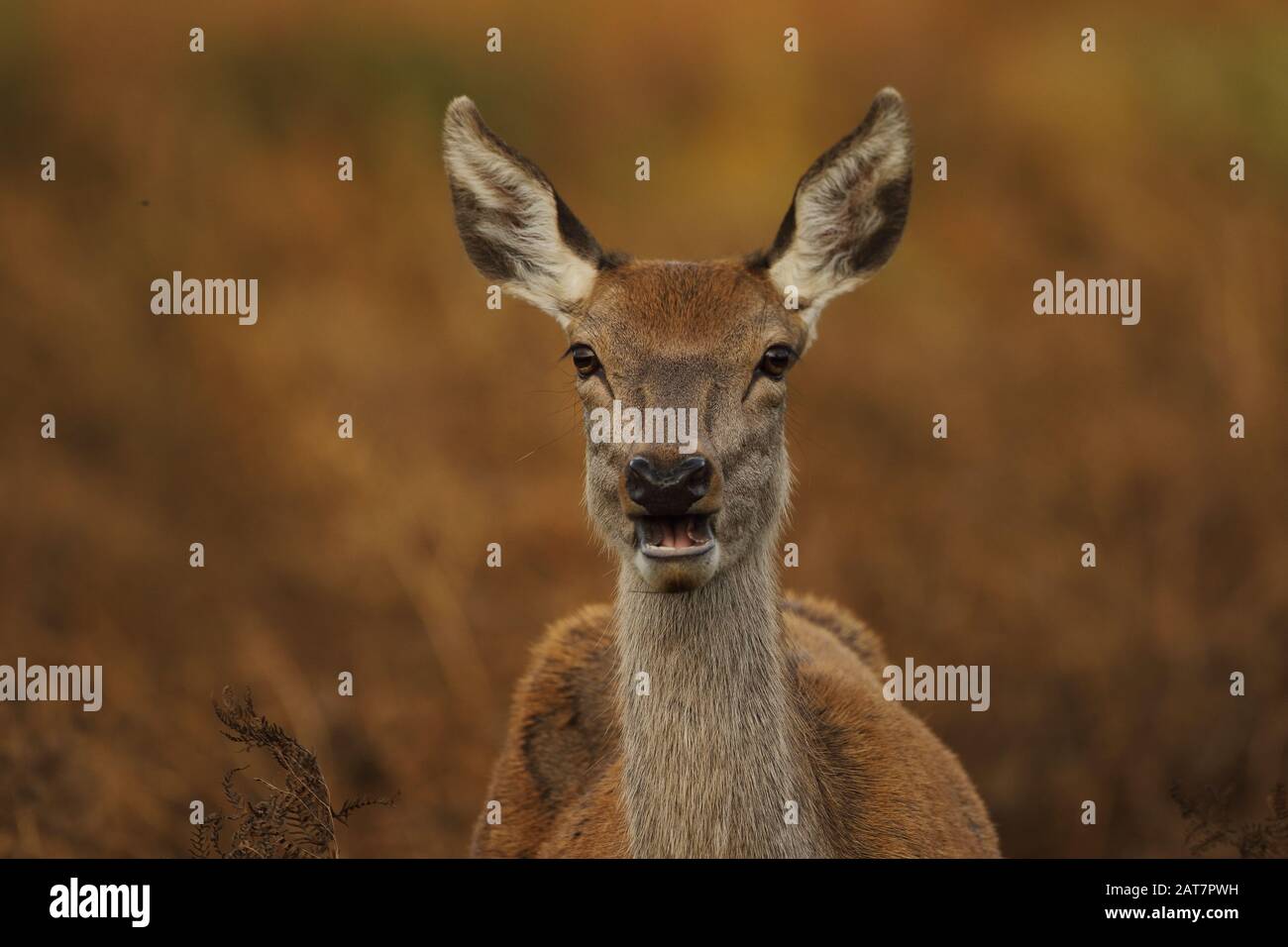 red deer doe Stock Photo Alamy