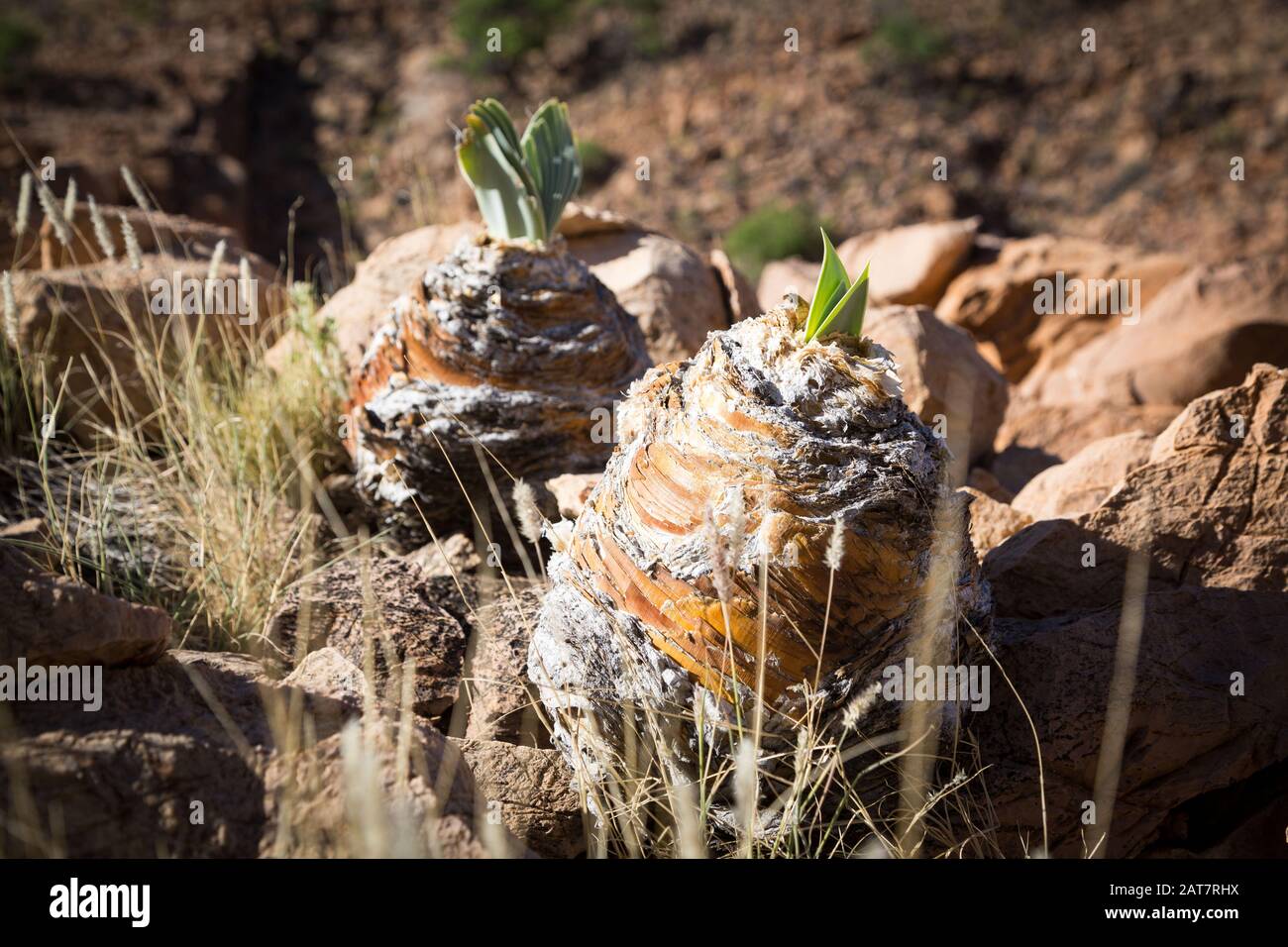 New life growing in the desert of Namib Naukluft Park (focus on the plant), Namibia Stock Photo