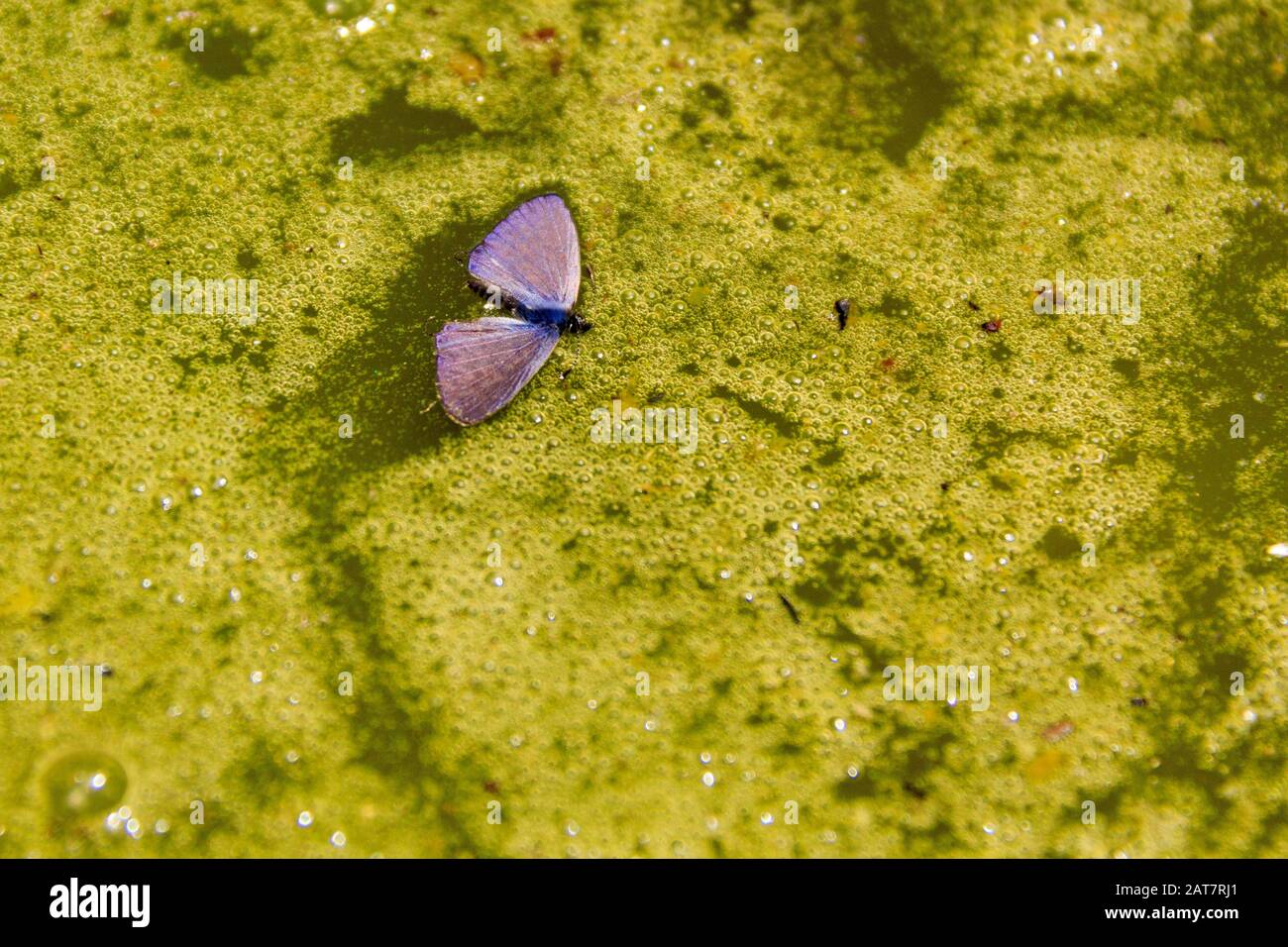 Purple butterfly drowned in a green-colored waterhole, Namibia Stock Photo