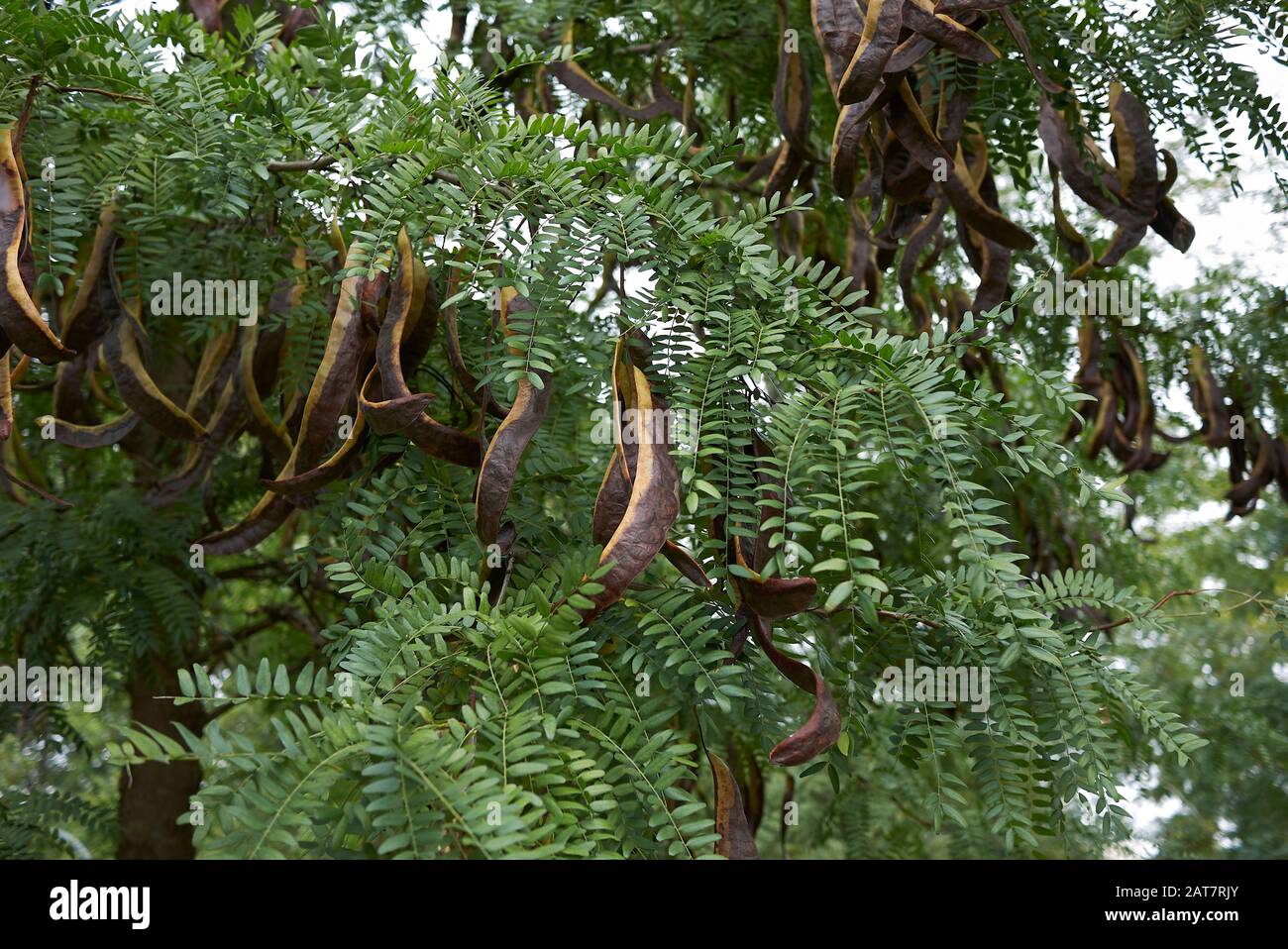 Gleditsia triacanthos inermis, leaves and fruit Stock Photo