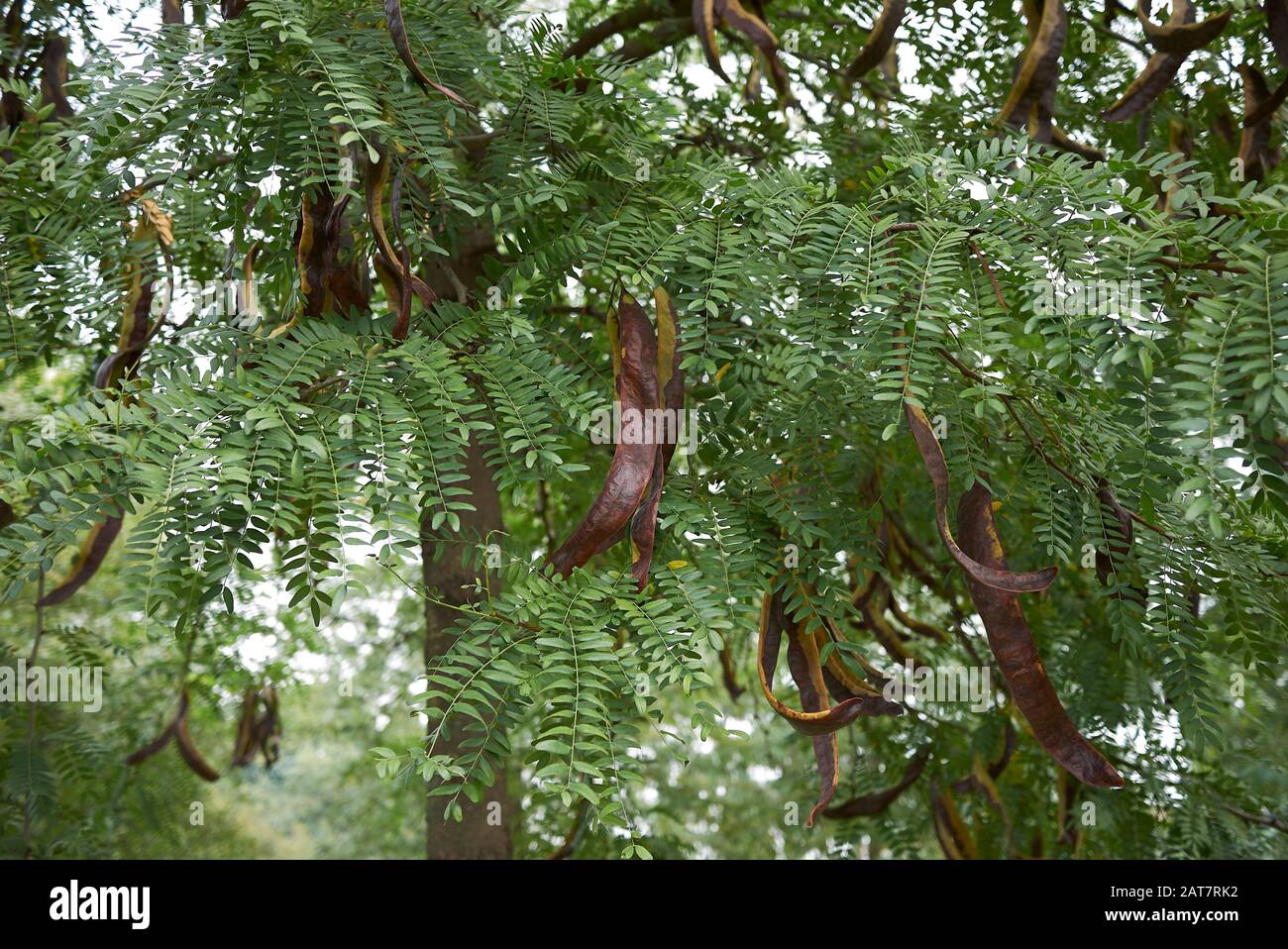 Gleditsia triacanthos inermis, leaves and fruit Stock Photo