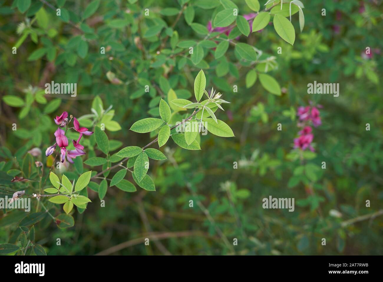 Shrubby bushclover hires stock photography and images Alamy