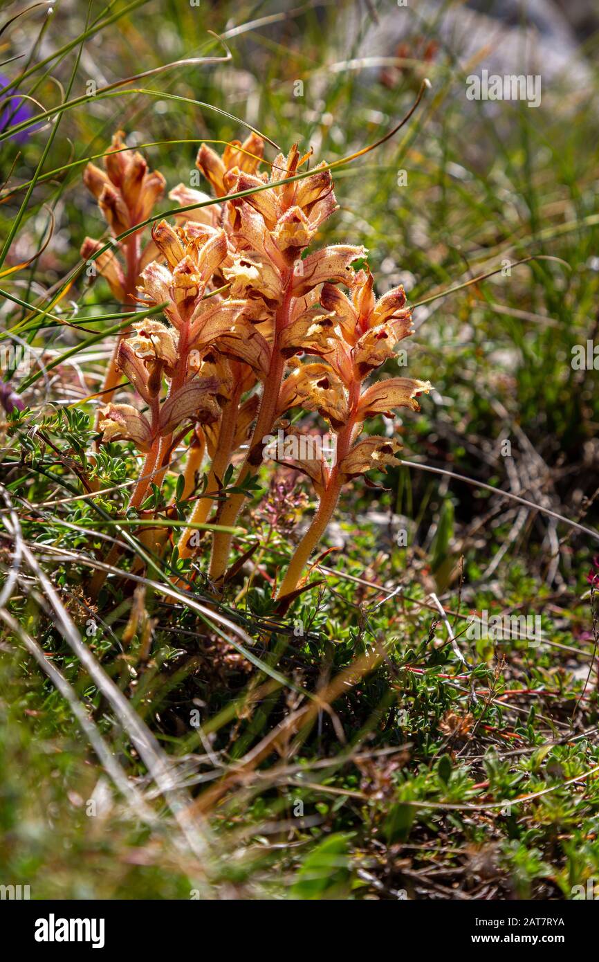 Orobanche caryophyllacea Sm., Majella National Park Stock Photo