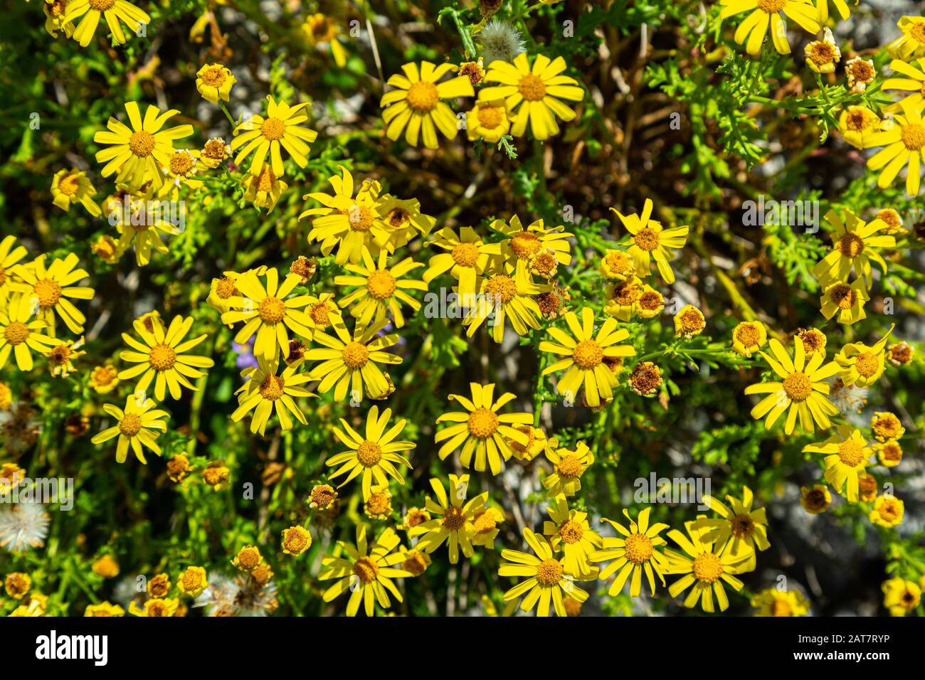 Senecio doronicum, Majella National Park. Abruzzo, Italy, Europe Stock Photo