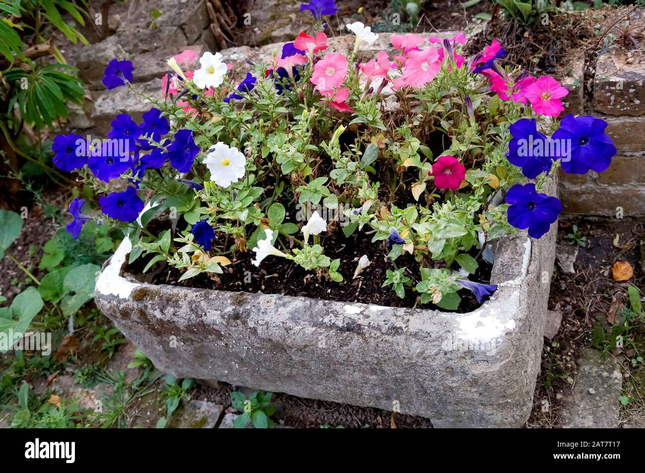 Petunia flowers growing in a very old and weathered butler sink. Stock Photo