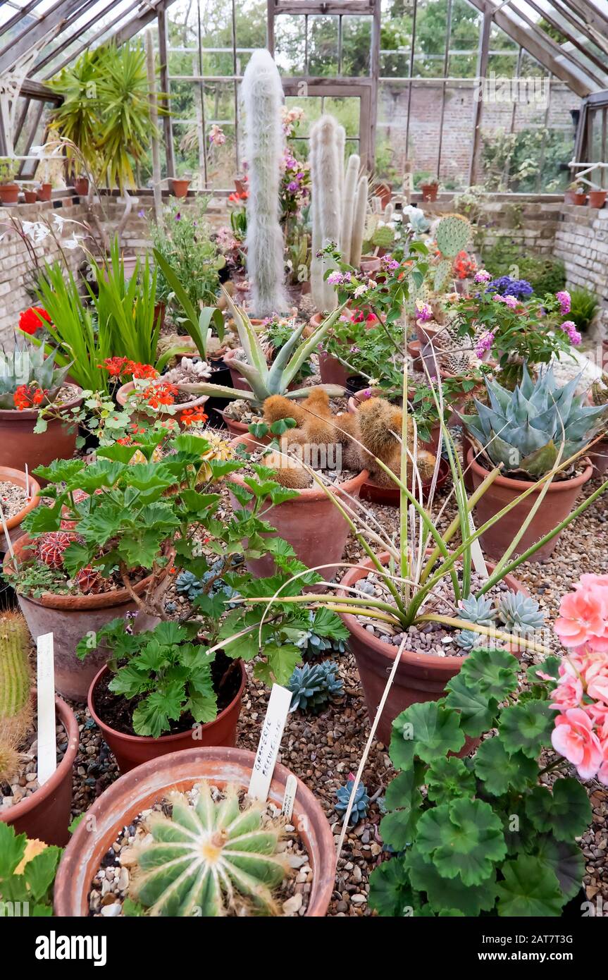 Different house plants in hi-res stock photography and images - Alamy