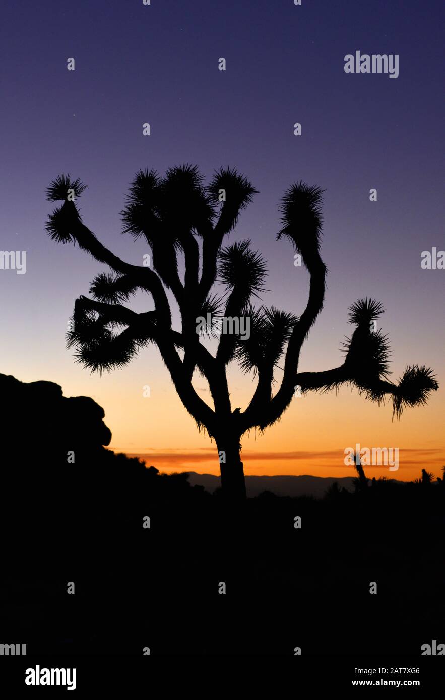 Silhouette Of Joshua Tree High Resolution