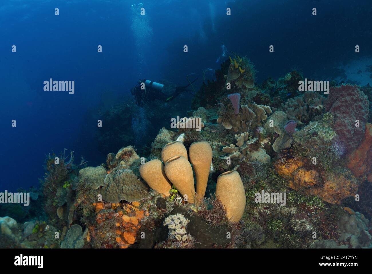 reef scene,sponge, sea fan, Stock Photo