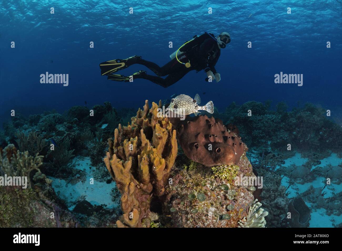 reef scene,sponge, sea fan, Stock Photo