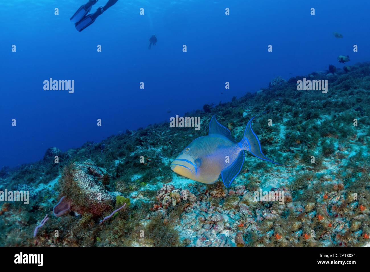 reef scene,sponge, sea fan, Stock Photo