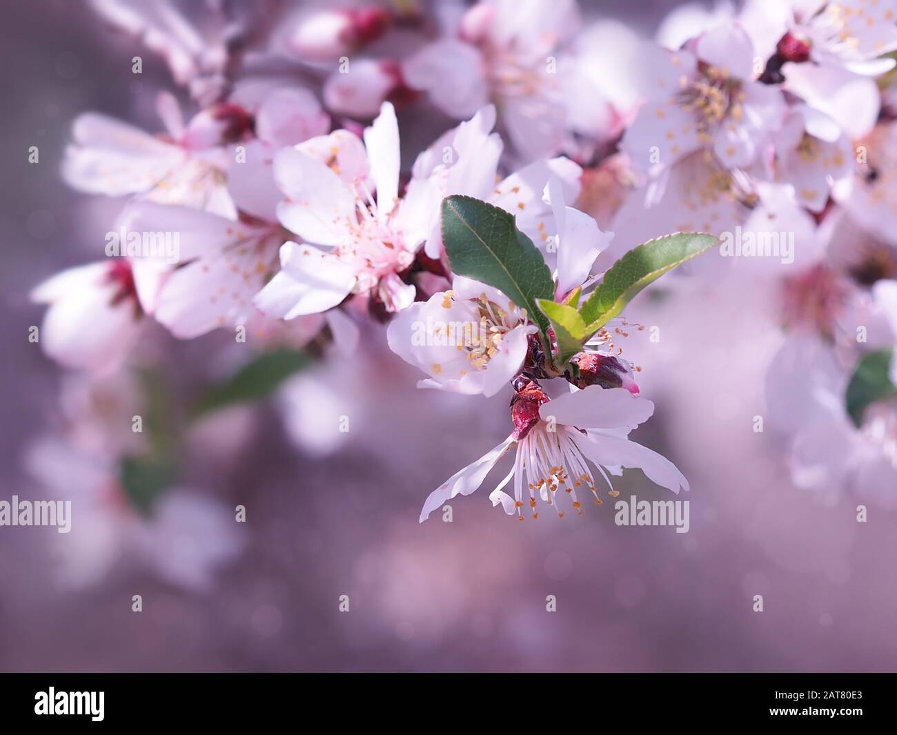 A beautiful branch of flowering almond in pink colors and with a blurred background. Stock Photo
