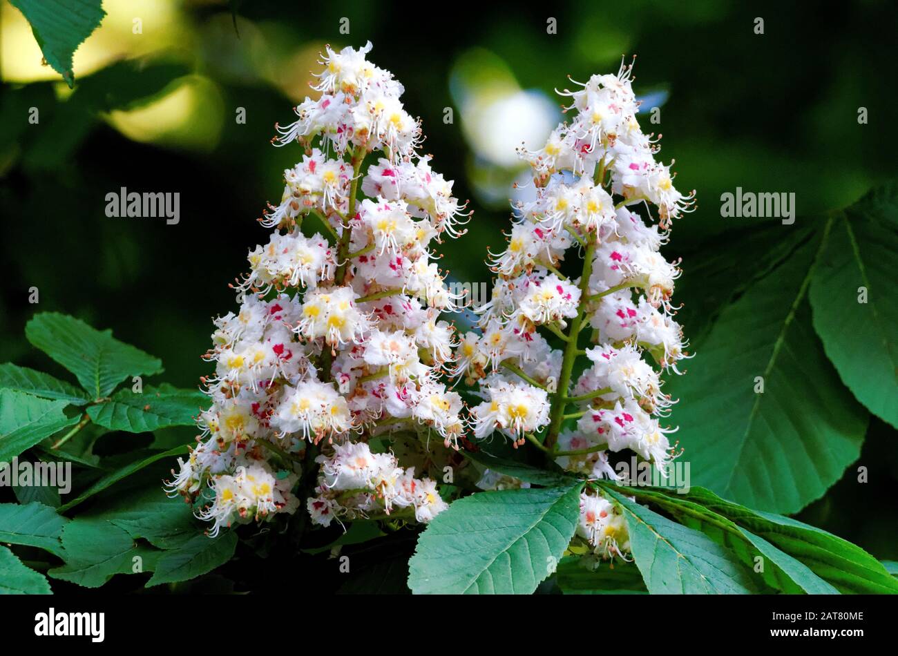 Aesculus hippocastanum flowering of a horse chestnut in a park in cologne in spring Stock Photo