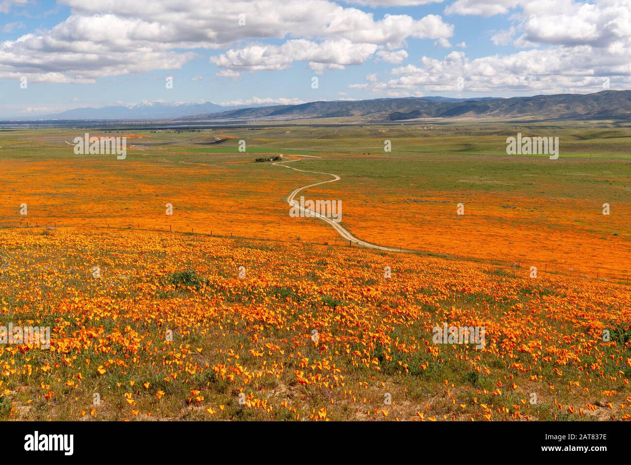 California Poppy Super Bloom (scientific name Eschscholzia californica