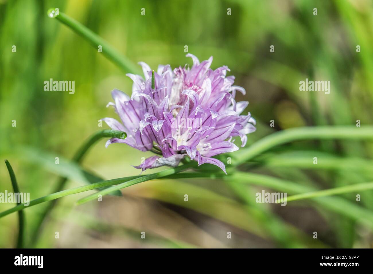 purple flower of chives Stock Photo Alamy