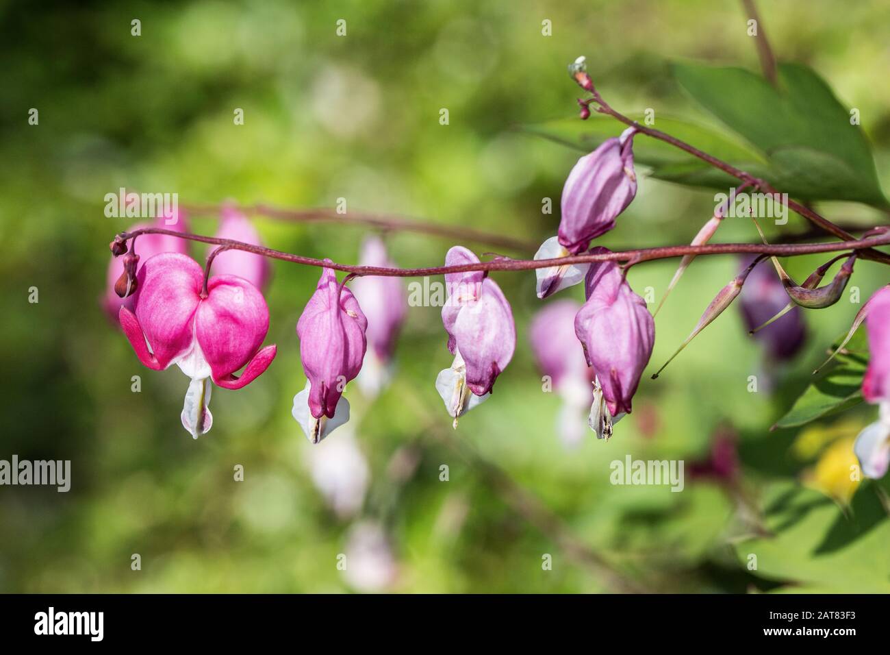red flowers of the bleeding heart Stock Photo - Alamy