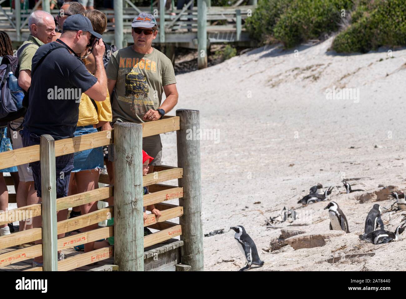 Tourists On Boardwalk View The African Penguins On Boulders Beach