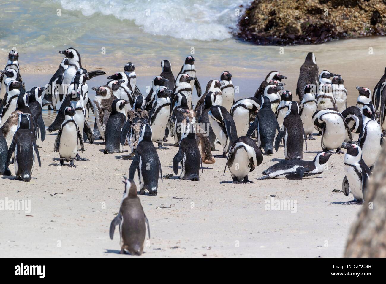 African penguin colony (Spheniscus demersus) at Boulders Beach, Simon's Town, Cape Town, South Africa Stock Photo