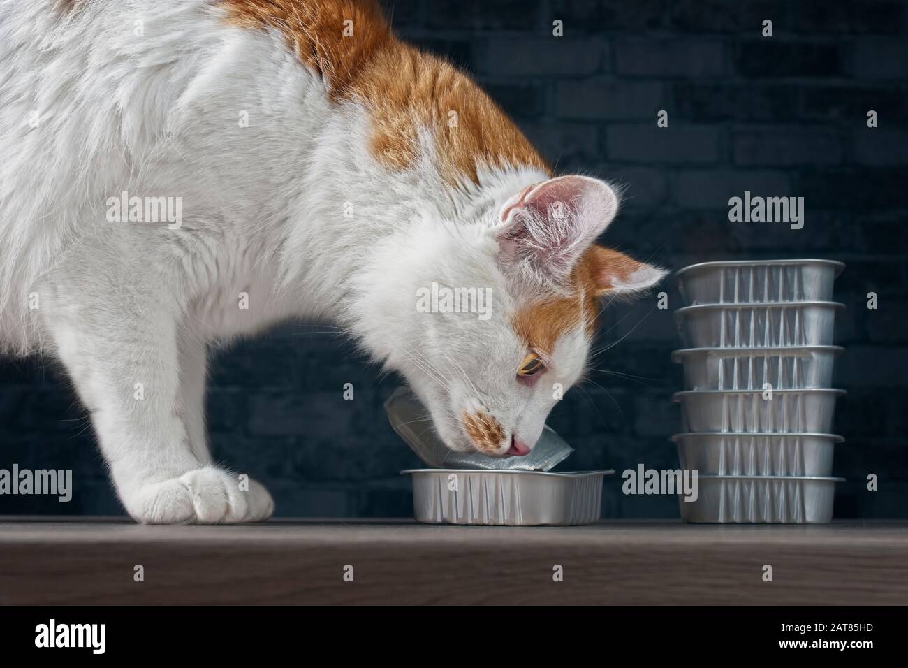 Close-up of a cute tabby cat eating from a food bowl on the table. Stock Photo