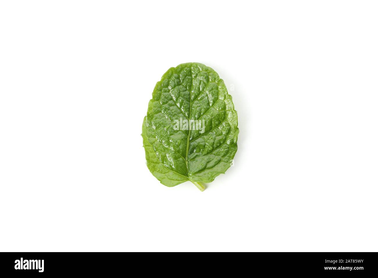 Fresh mint leaf isolated on white background Stock Photo