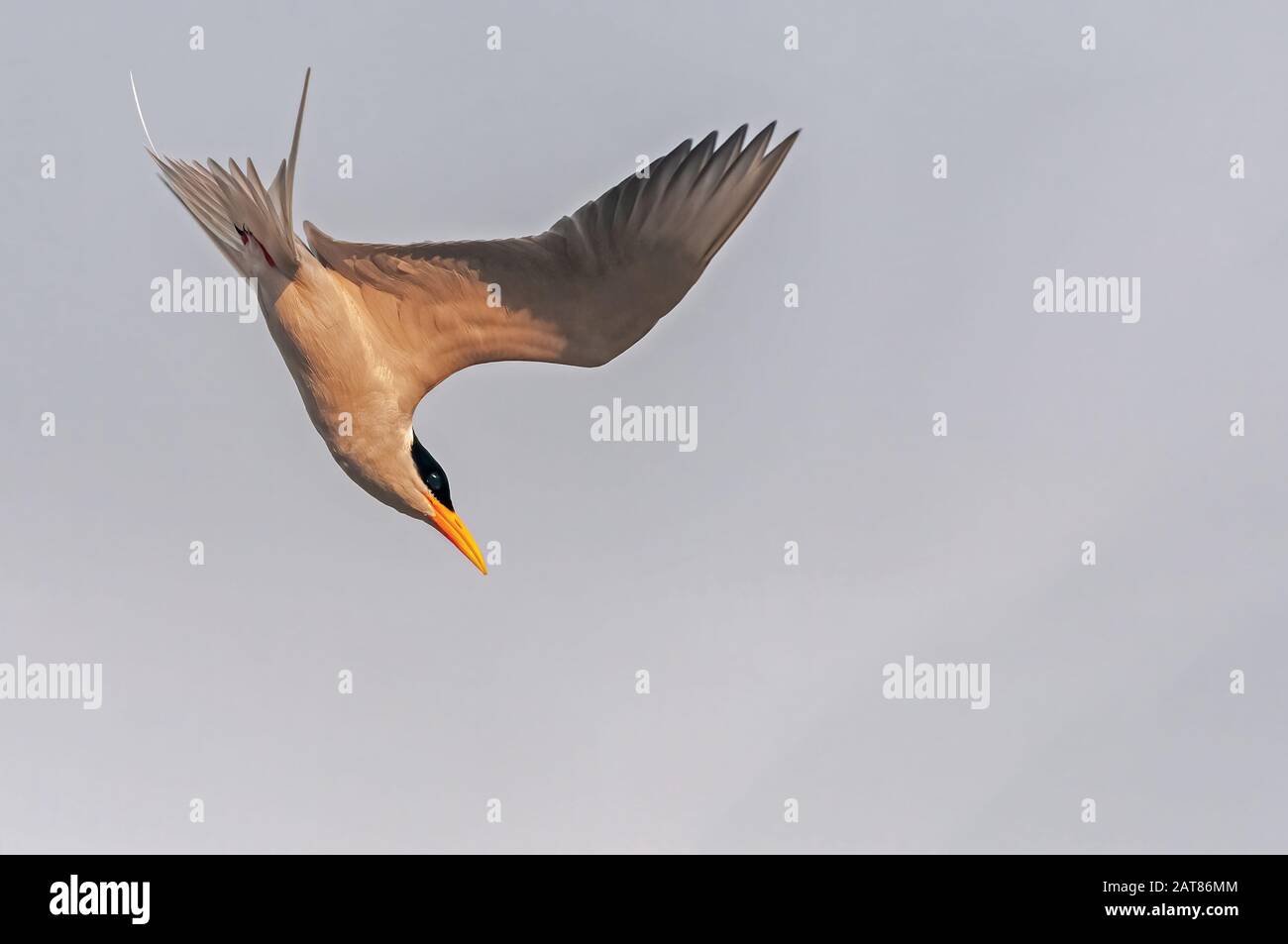 A river tern is diving in the sky Stock Photo