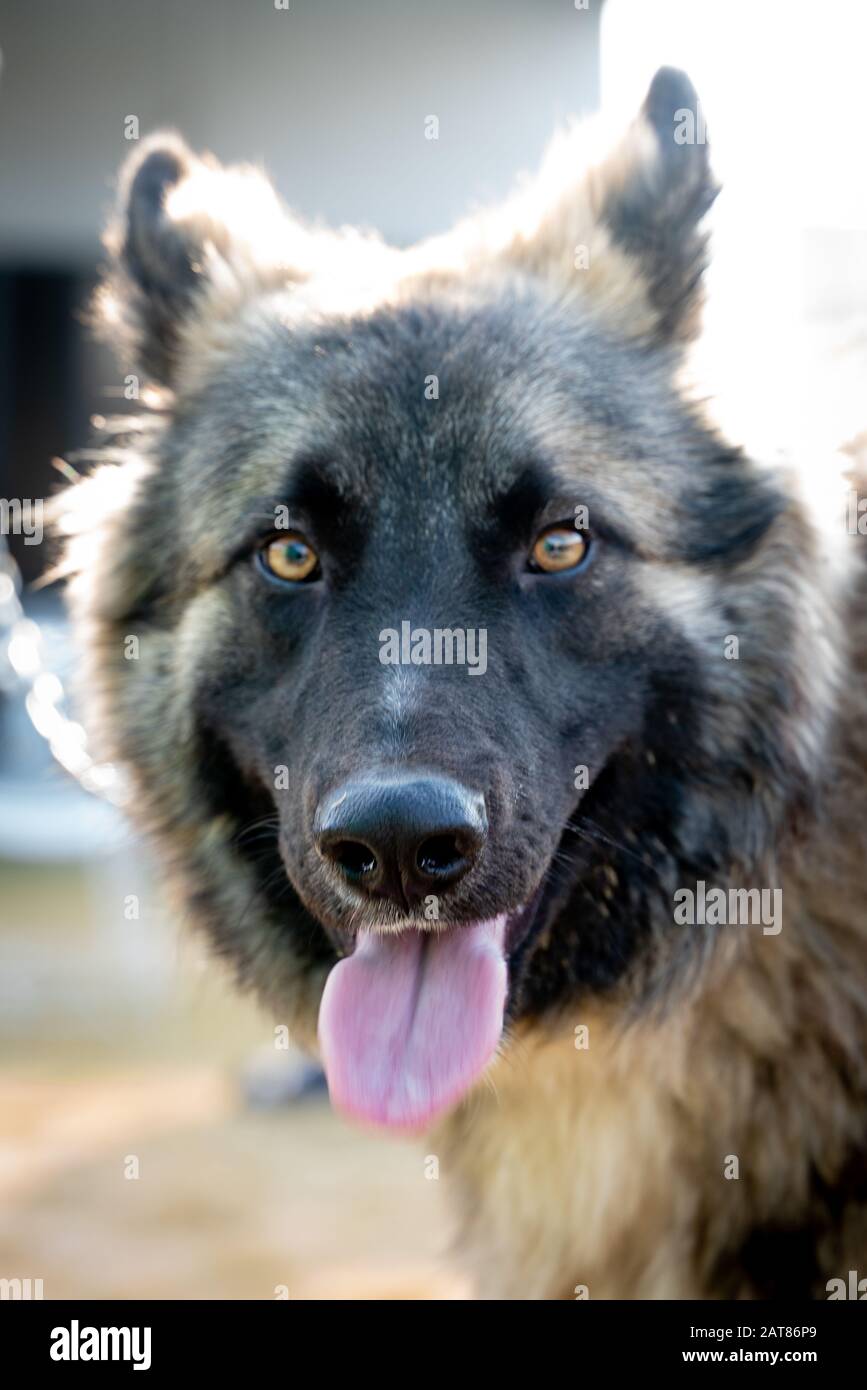 Close up portrait shot of German Shepherd with long young out of mouth Stock Photo