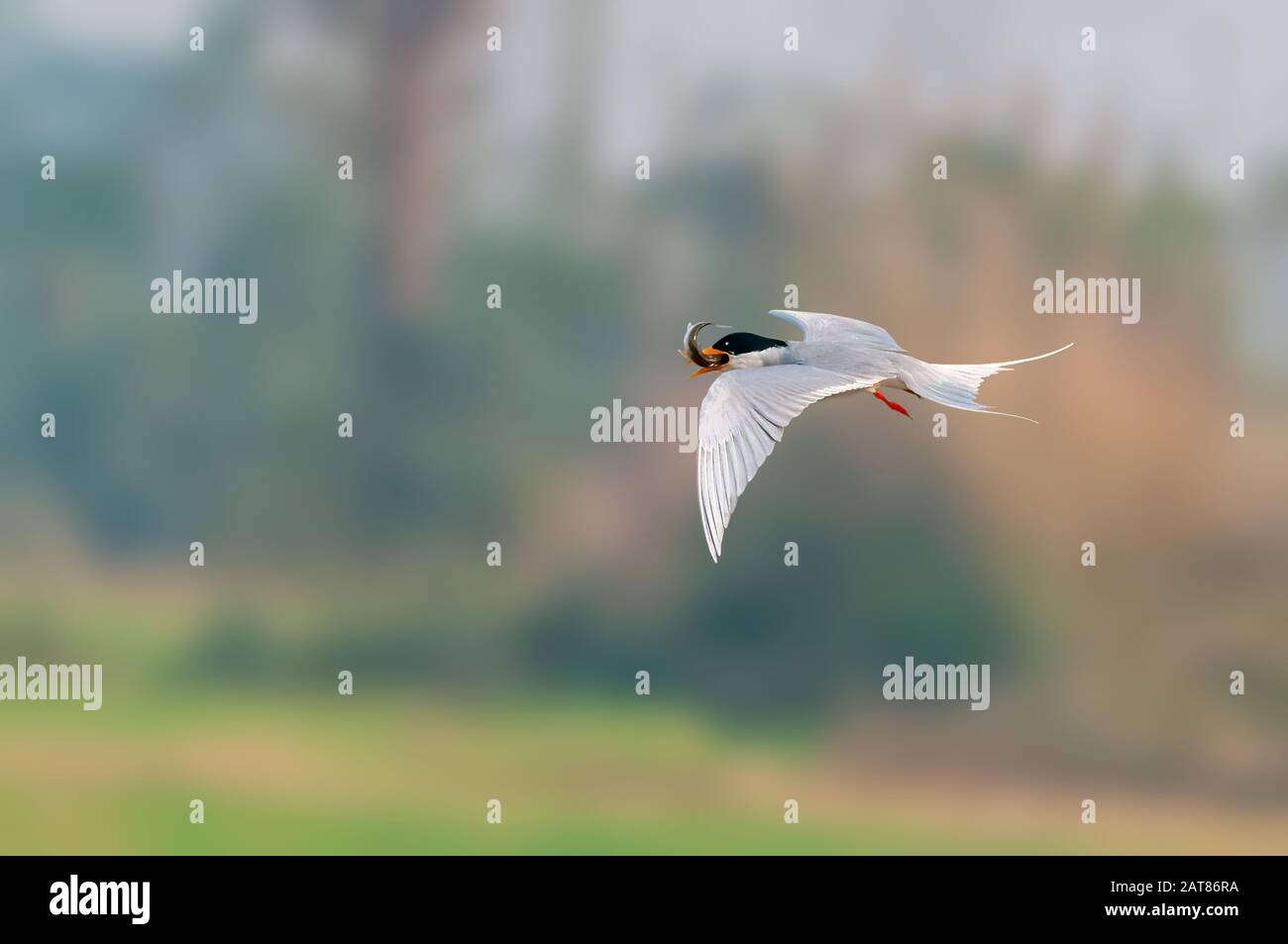 A river tern flying with a fish catch Stock Photo