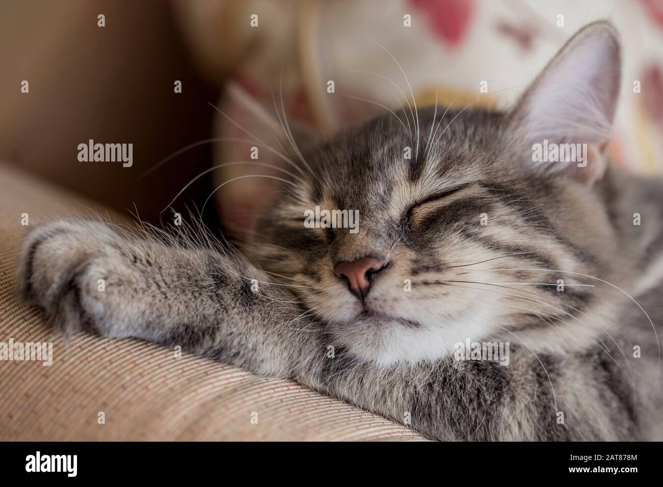 closeup face of a gray tabby kitten sleeping on bed Stock Photo - Alamy