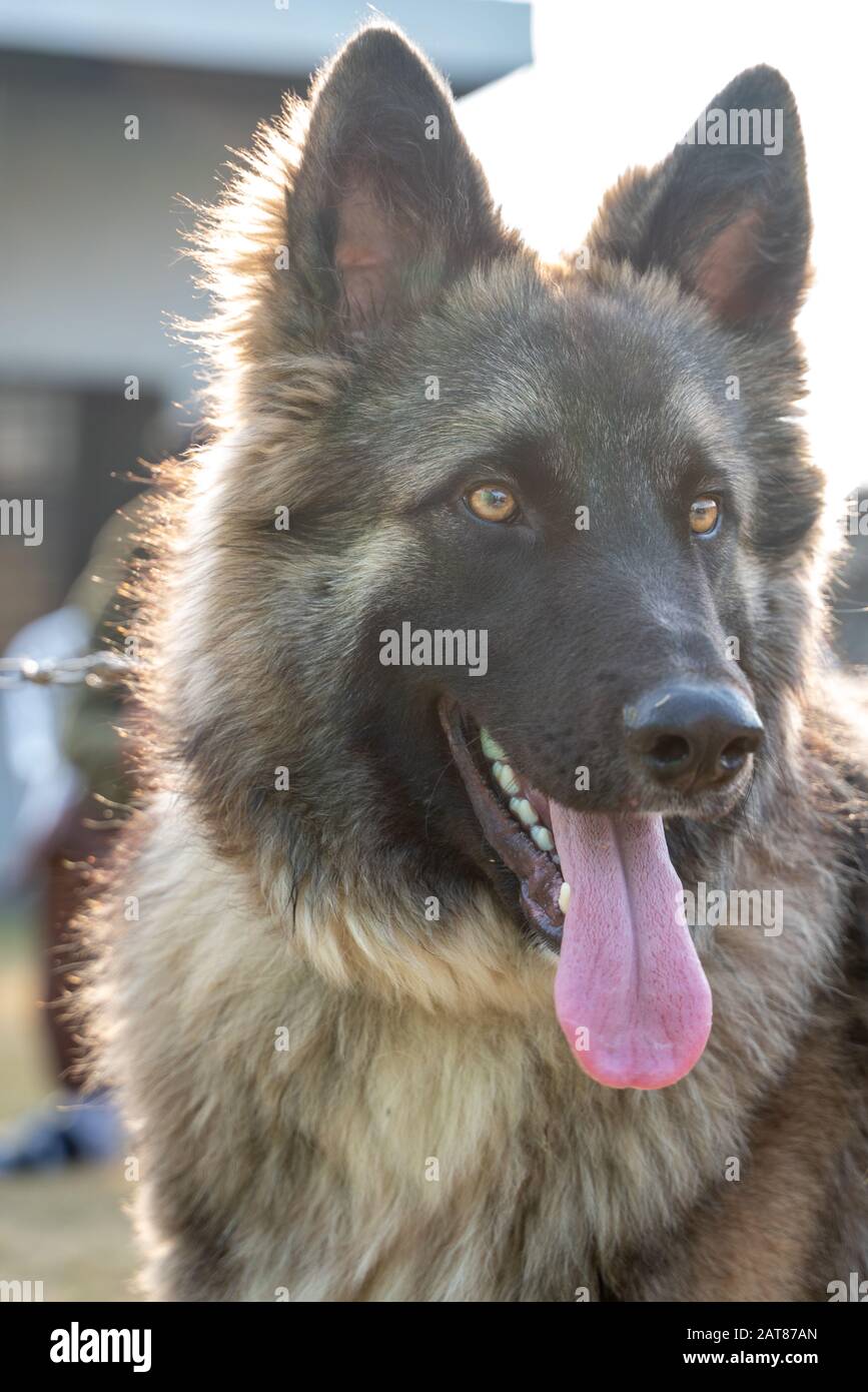 Close up portrait shot of German Shepherd with long young out of mouth Stock Photo