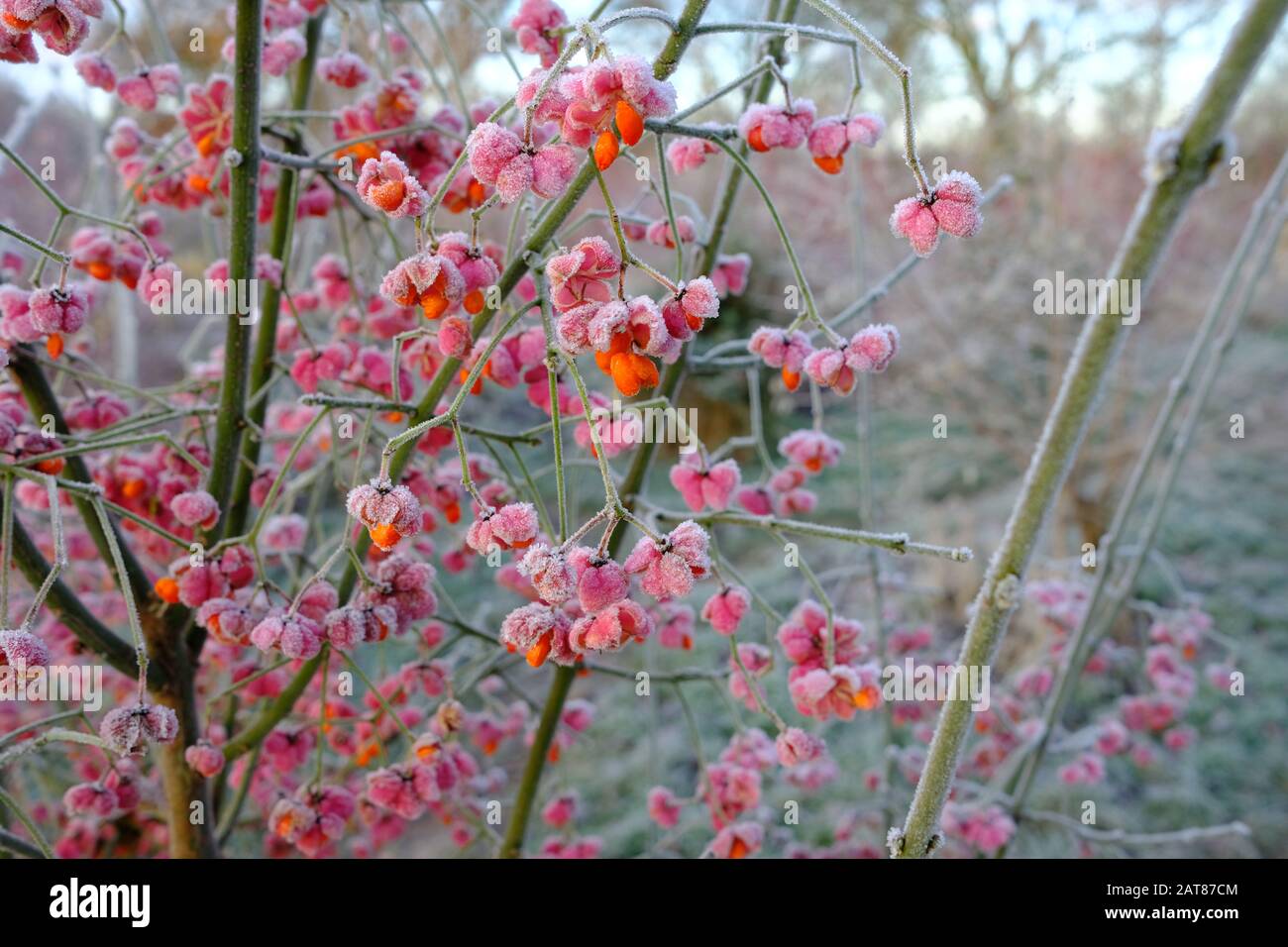 Spindle Tree, Euonymus hamiltonianus, autumn and winter colour Stock Photo