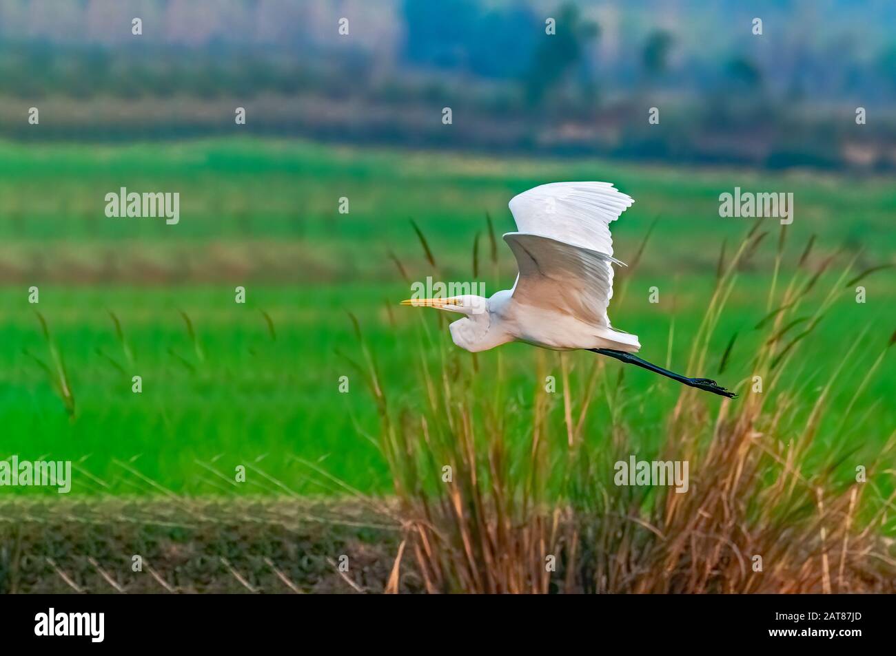 A cattle egret flying over a field Stock Photo