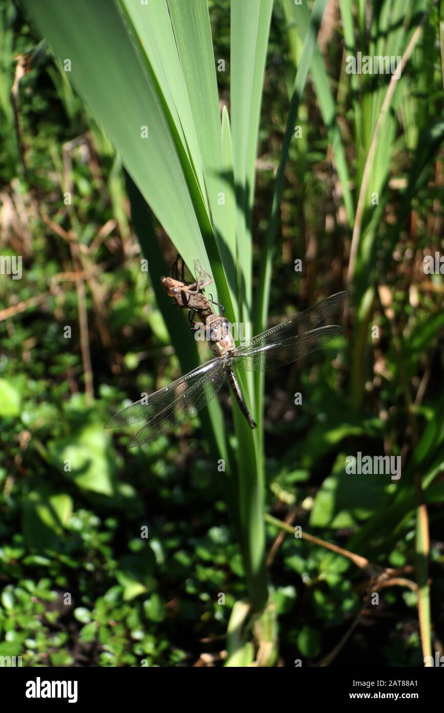 Darner dragonfly hatching on cattail from nymph state Ohio USA Stock Photo