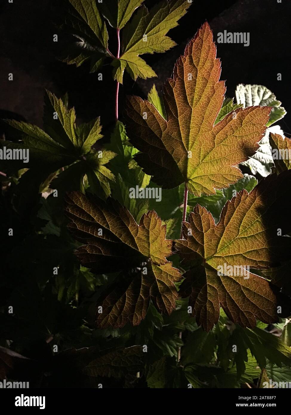 Anemone leaves against dark background Stock Photo