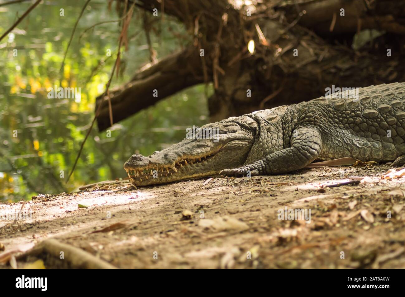A crocodile basks in the heat of Gambia, West Africa. Natural, green. Stock Photo