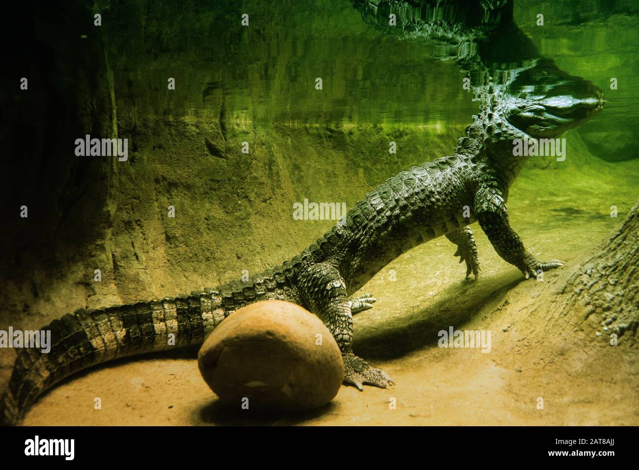 Closeup shot of a crocodile's body underwater with a stone Stock Photo