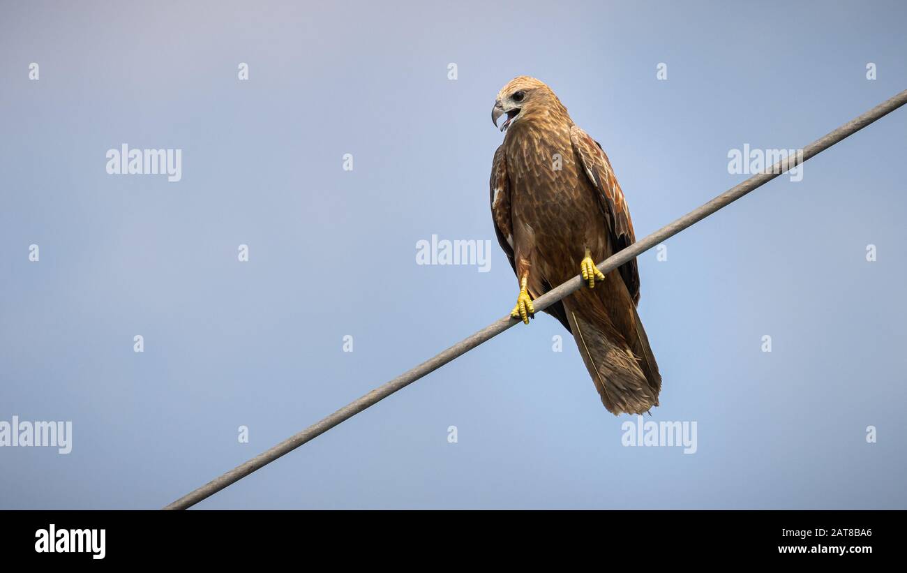 Juvenile brahminy kite hi-res stock photography and images - Alamy