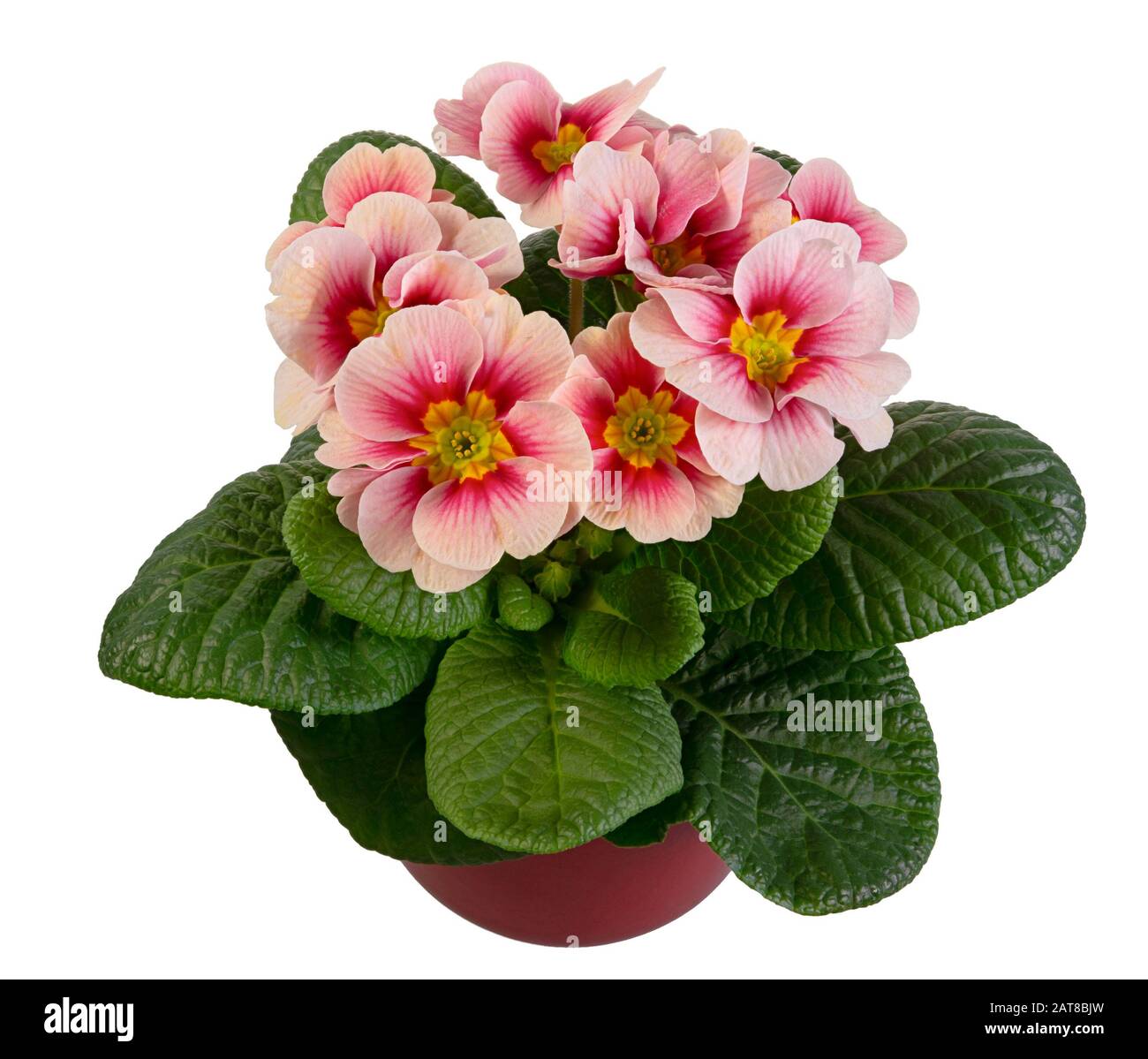 Closeup of an isolated pink primrose flower in a flowerpot Stock Photo