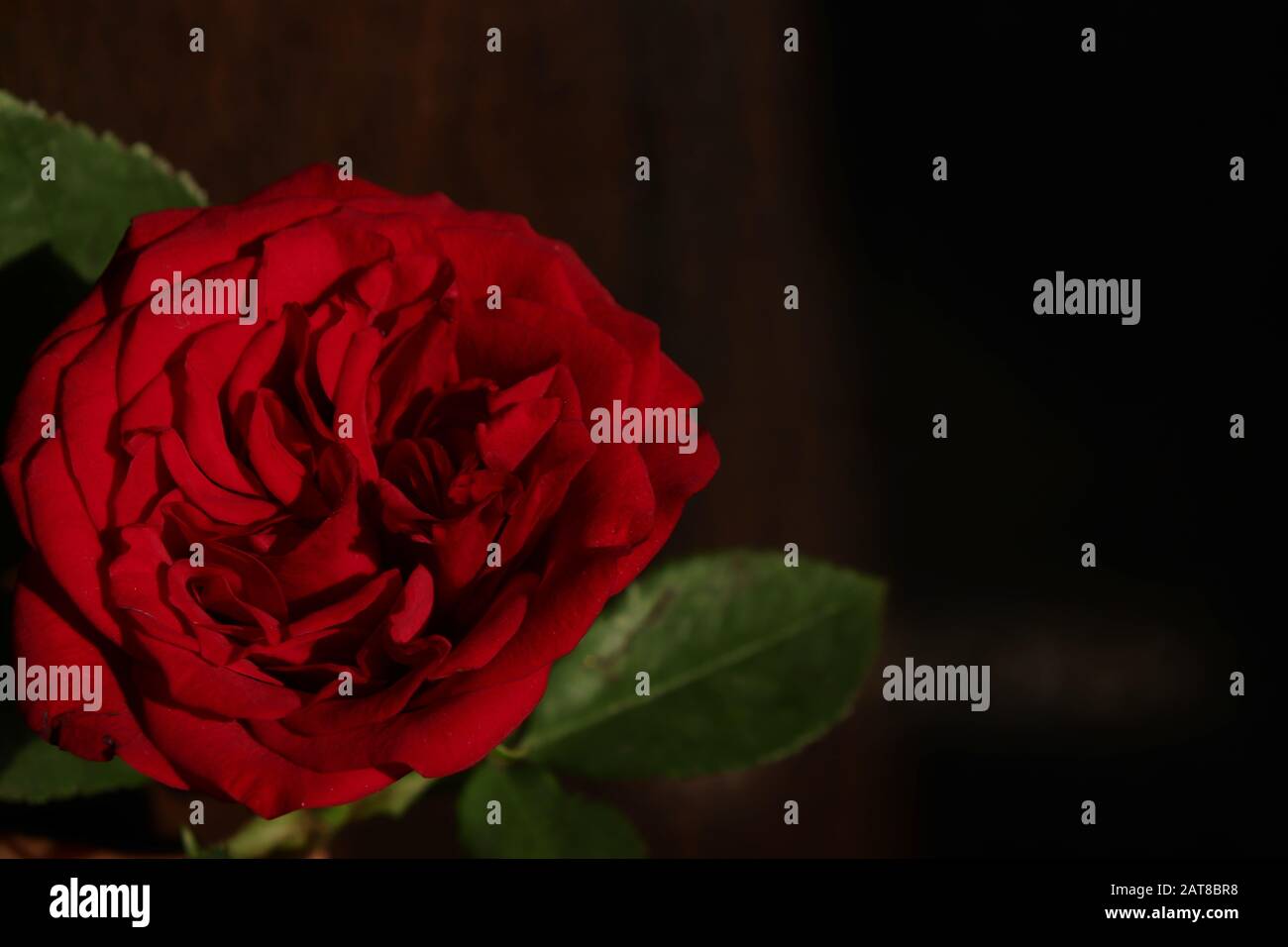 A single fresh red rose with copy space Stock Photo Alamy
