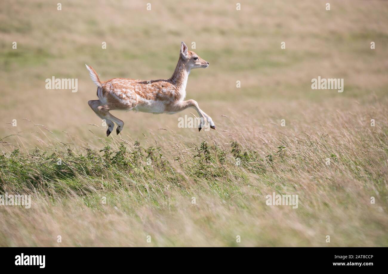 Deer jumping hires stock photography and images Alamy