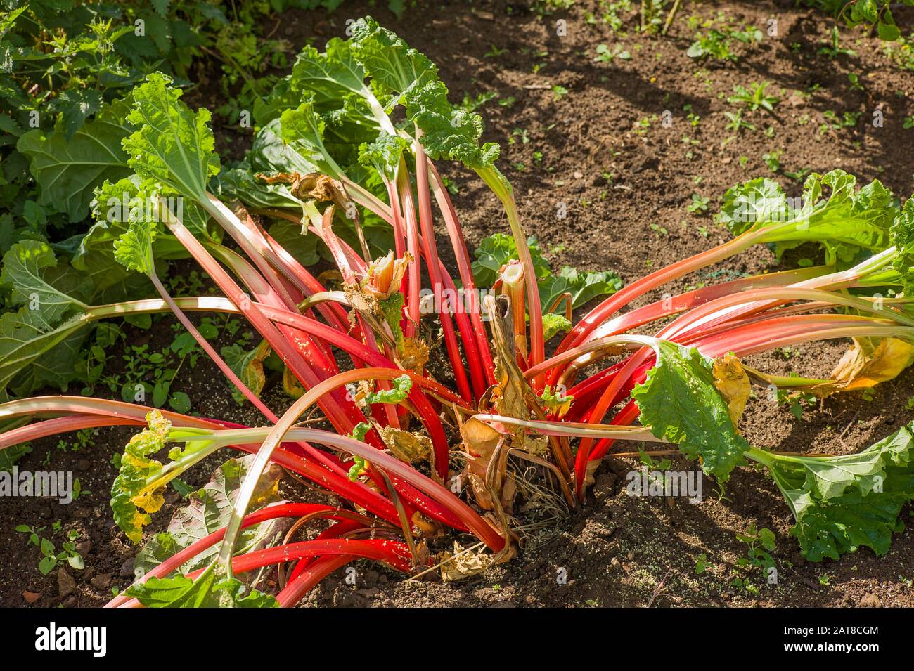 The forcing cover has just been removed from this Rhubarb plant revealling already ripe stems fit for picking to cook and eat Stock Photo